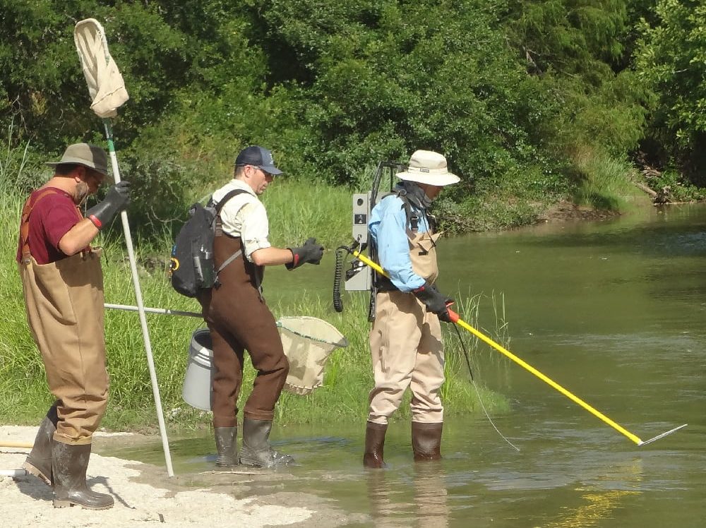 <p><strong>Aquatic Life Monitoring (ALM) on the Upper Nueces seg. 2112 in Zavala County.</strong></p>
<p>Electroshocking is one way to sample the fish community. Fish are temporarily immobilized by the current and then scooped by nets for measurement and classification before being released.</p>
